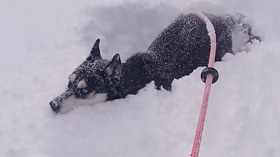 Photo gallery Severe winter weather continues in WNY